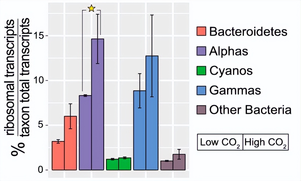 探索海洋固氮蓝藻毛滴虫联盟的转录活性，揭示水平氮循环潜在机制
