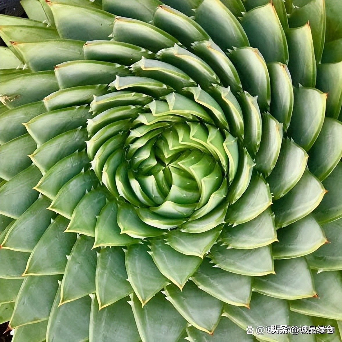 旋转女王芦荟小苗,旋转女王芦荟一年长多大