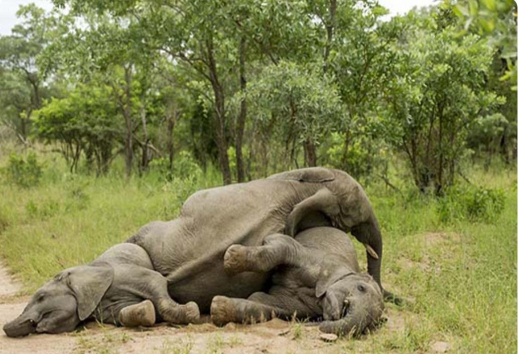 抽烟酗酒，甚至还会吸毒，动物们究竟有多狂野？网友：老烟民了