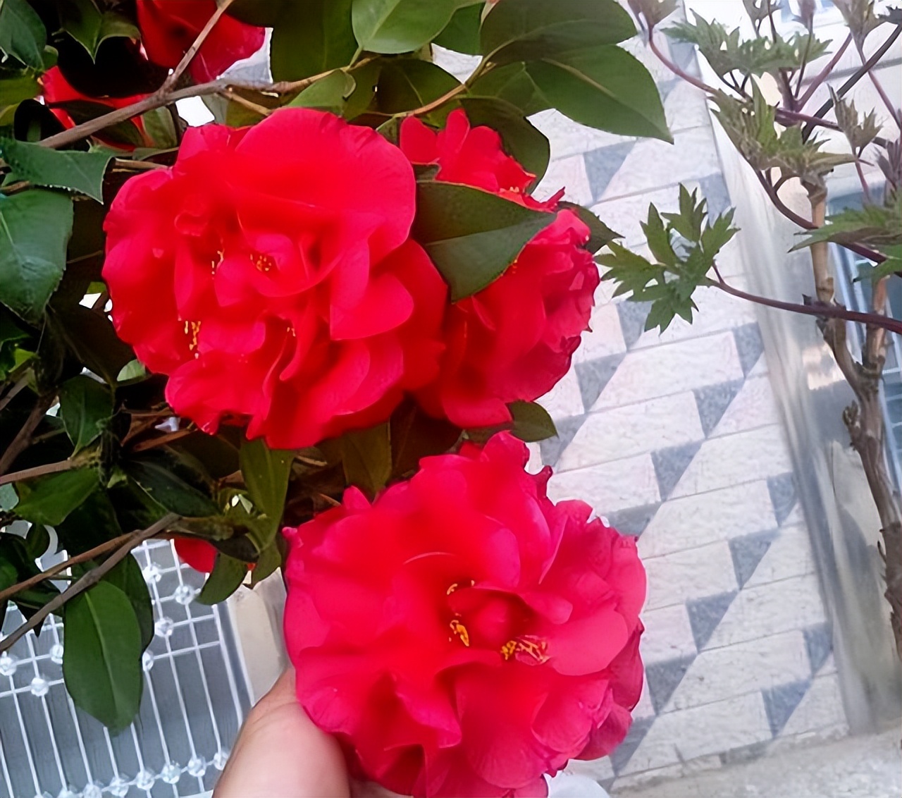 此花艳丽富贵,此花香气扑鼻比绿萝好养