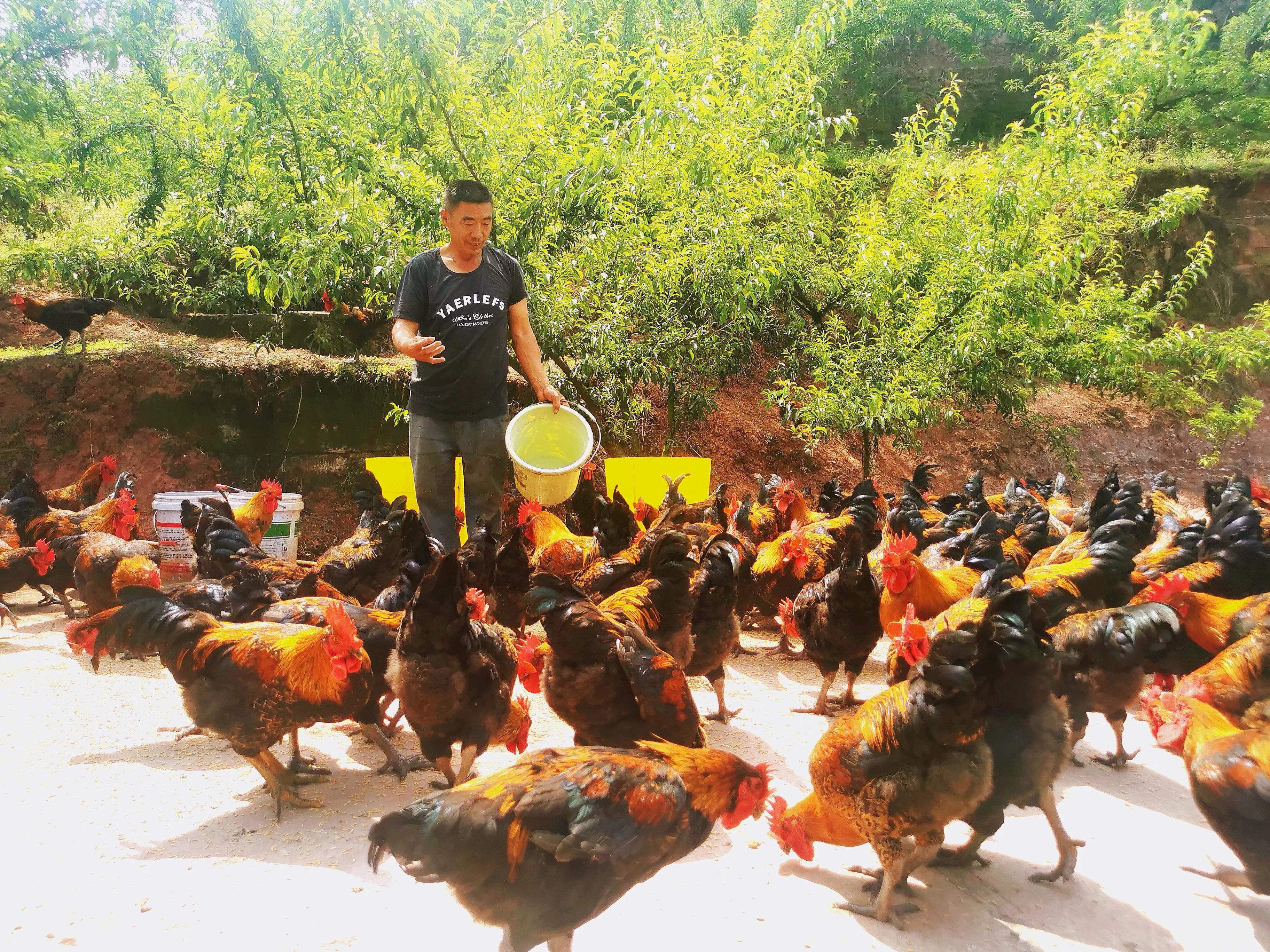 黑鸡养殖致富,铜梁鸡禽养殖