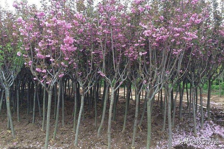 为什么日本有樱花节呢,日本为什么有樱花节呢