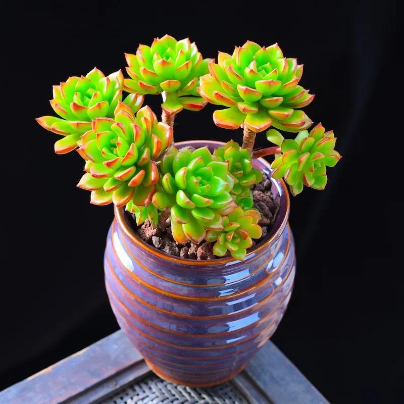 夏天多肉淋了雨怎样处理,普通土养多肉蔫巴了怎么补救