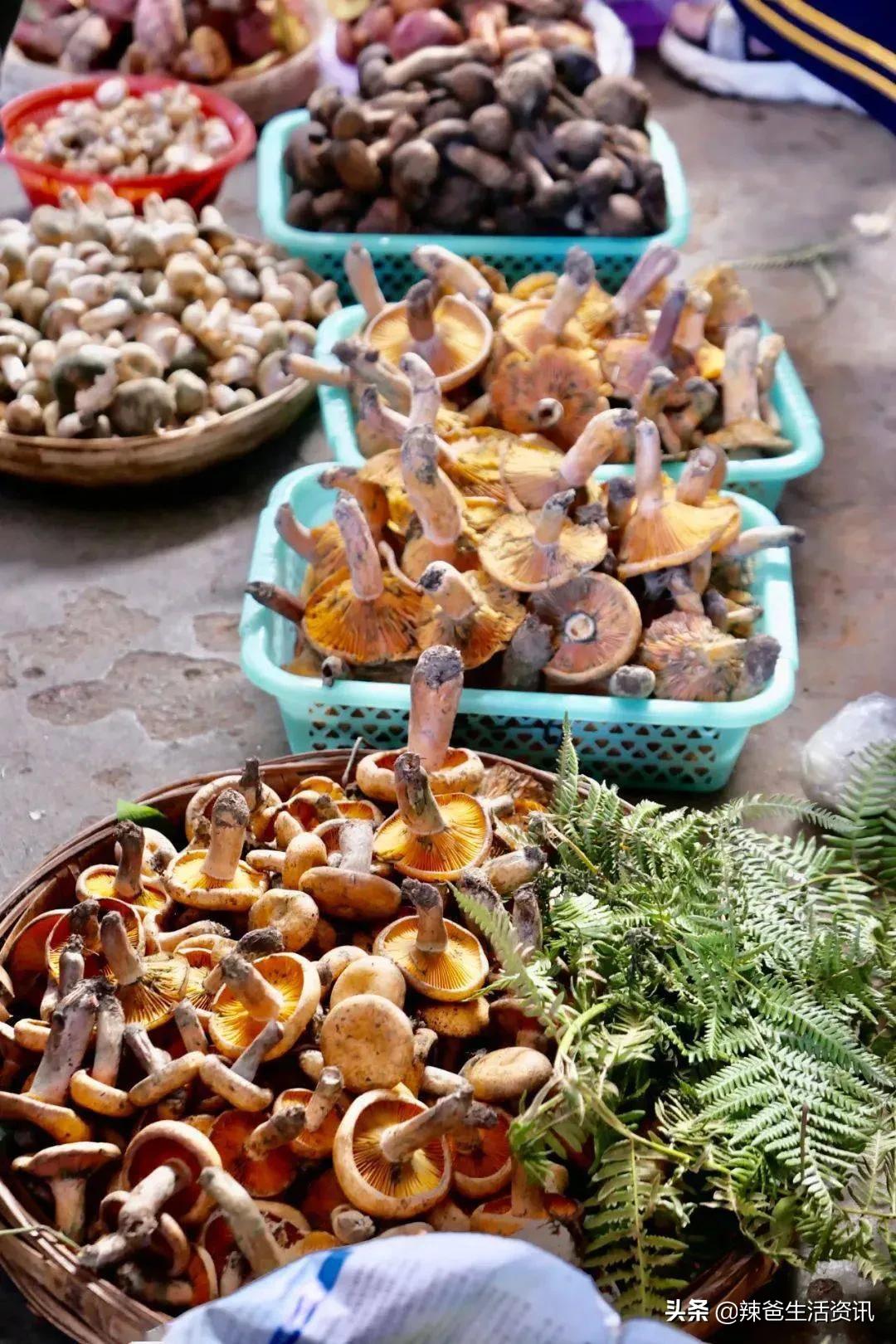 100种食用蘑菇大全,蘑菇的12种最佳吃法