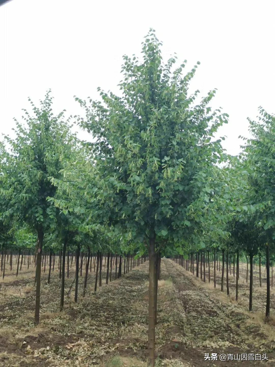 苗木行业何时走出低谷,苗木行业今年难做