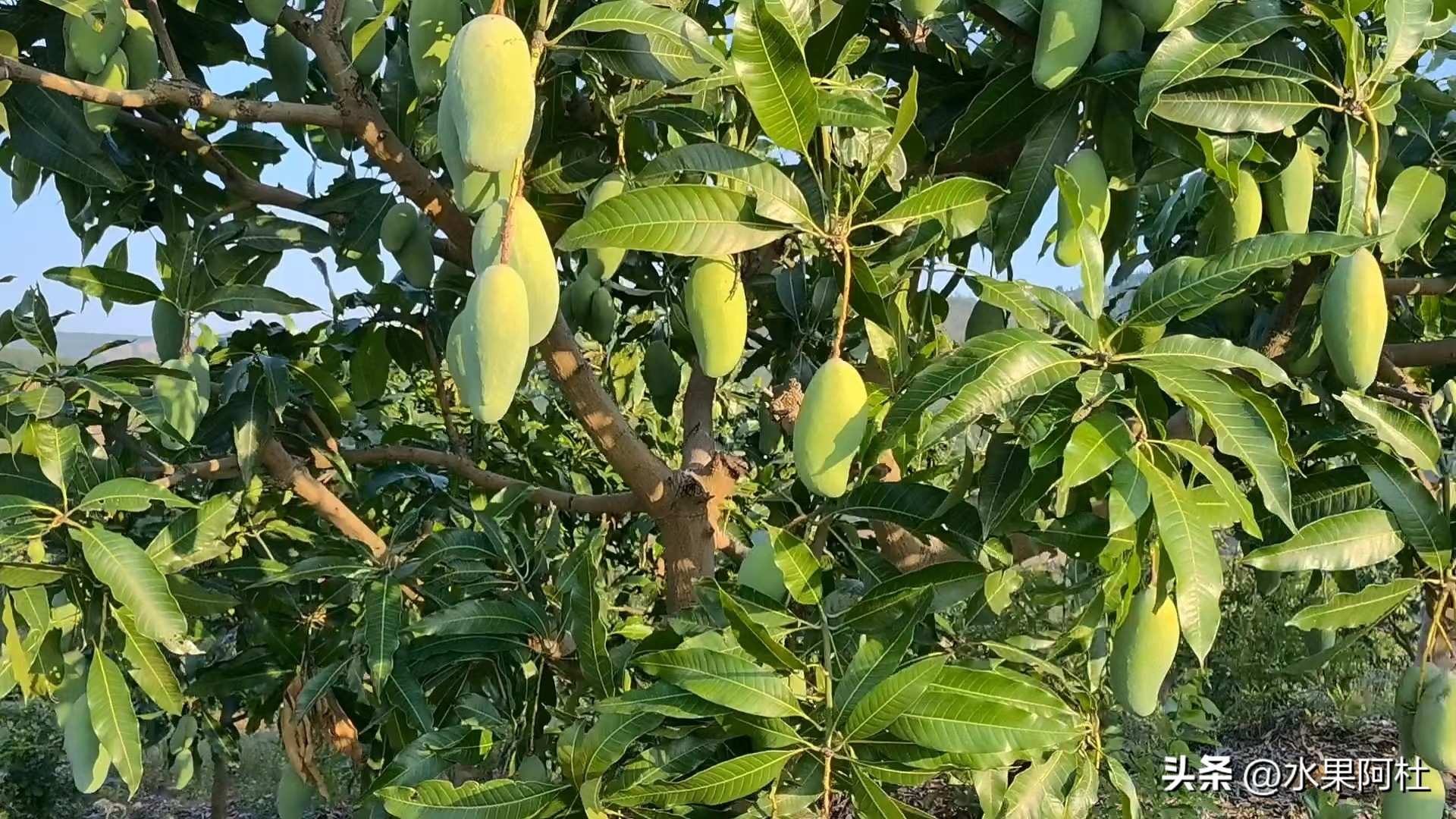 海南金煌芒果和广西大青芒区别,金煌芒凯特芒贵妃芒哪一种最好吃