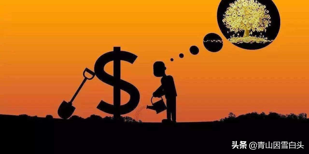 秃杉种多少年可以卖,秃杉树苗