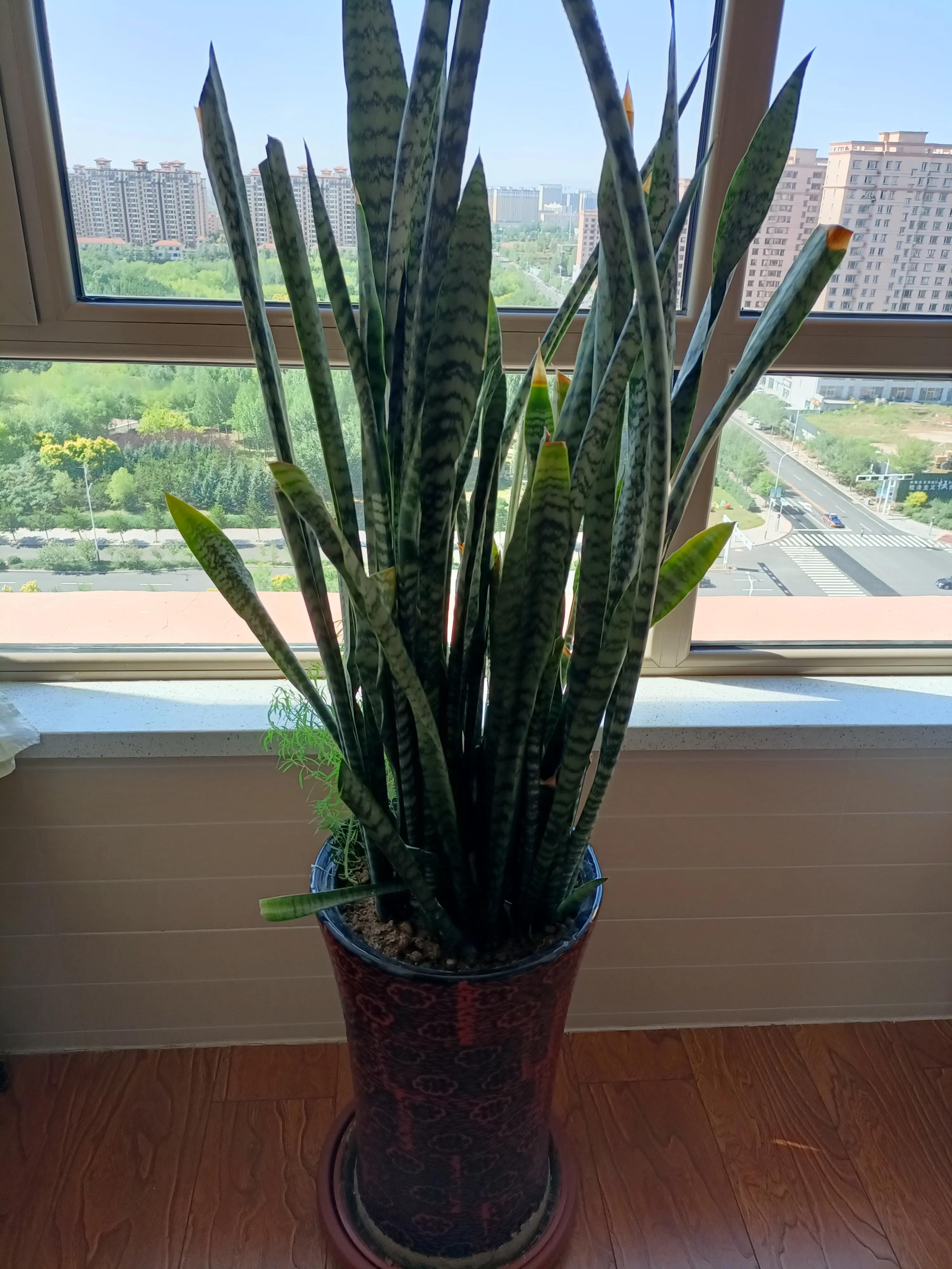 花卉市场的花有什么猫腻,为什么花市的花卉株型特别好