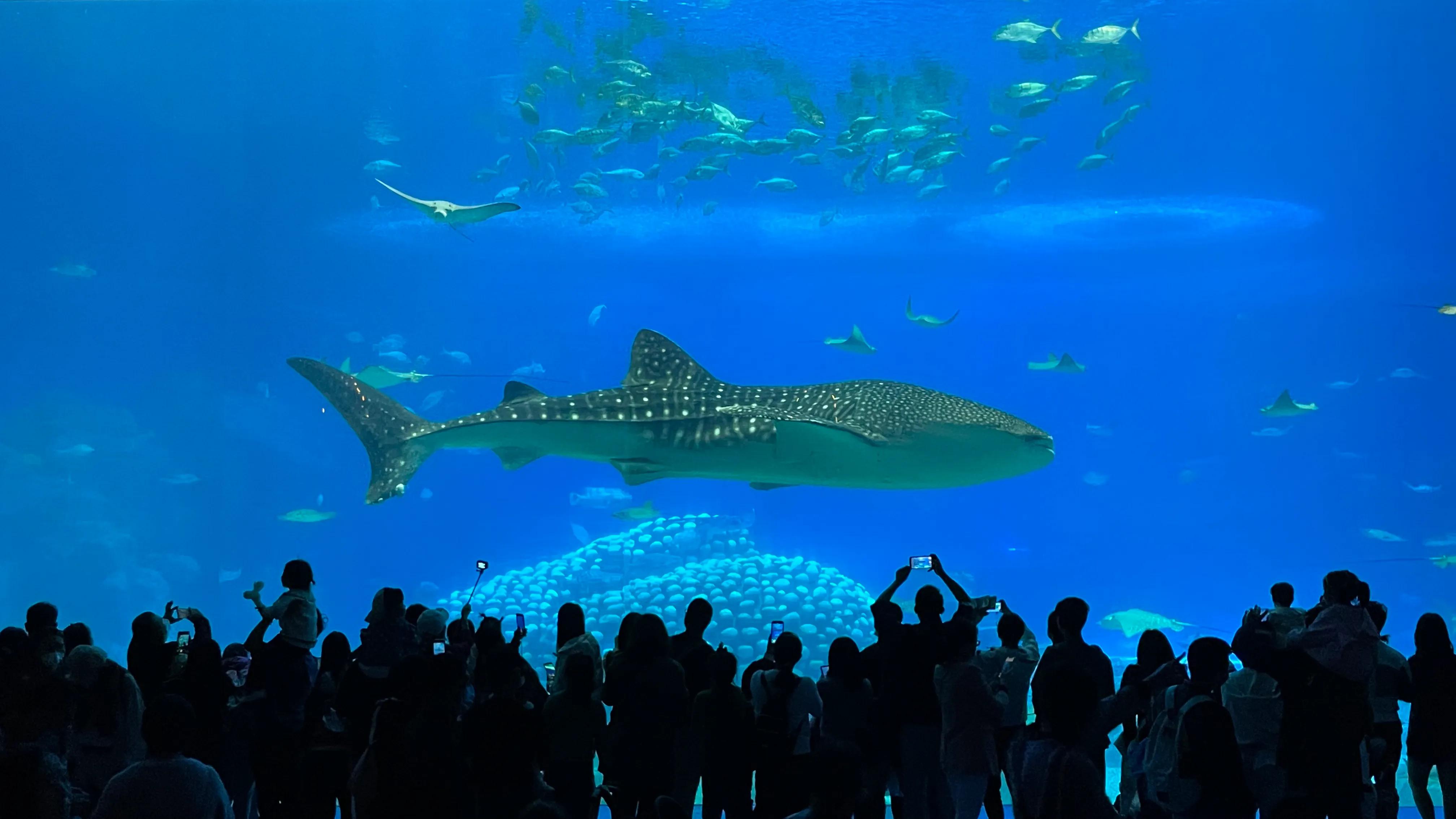 长隆野生动物园和珠海长隆海洋馆,珠海长隆海洋王国跟长隆动物园