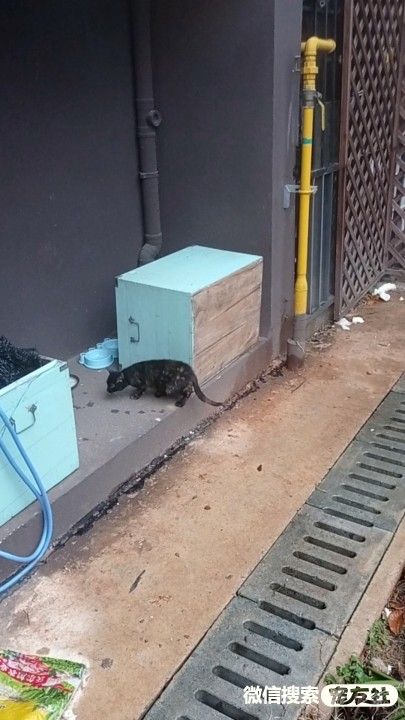 附近宠物店免费领养同城,猫狗领养平台免费赠送狗狗