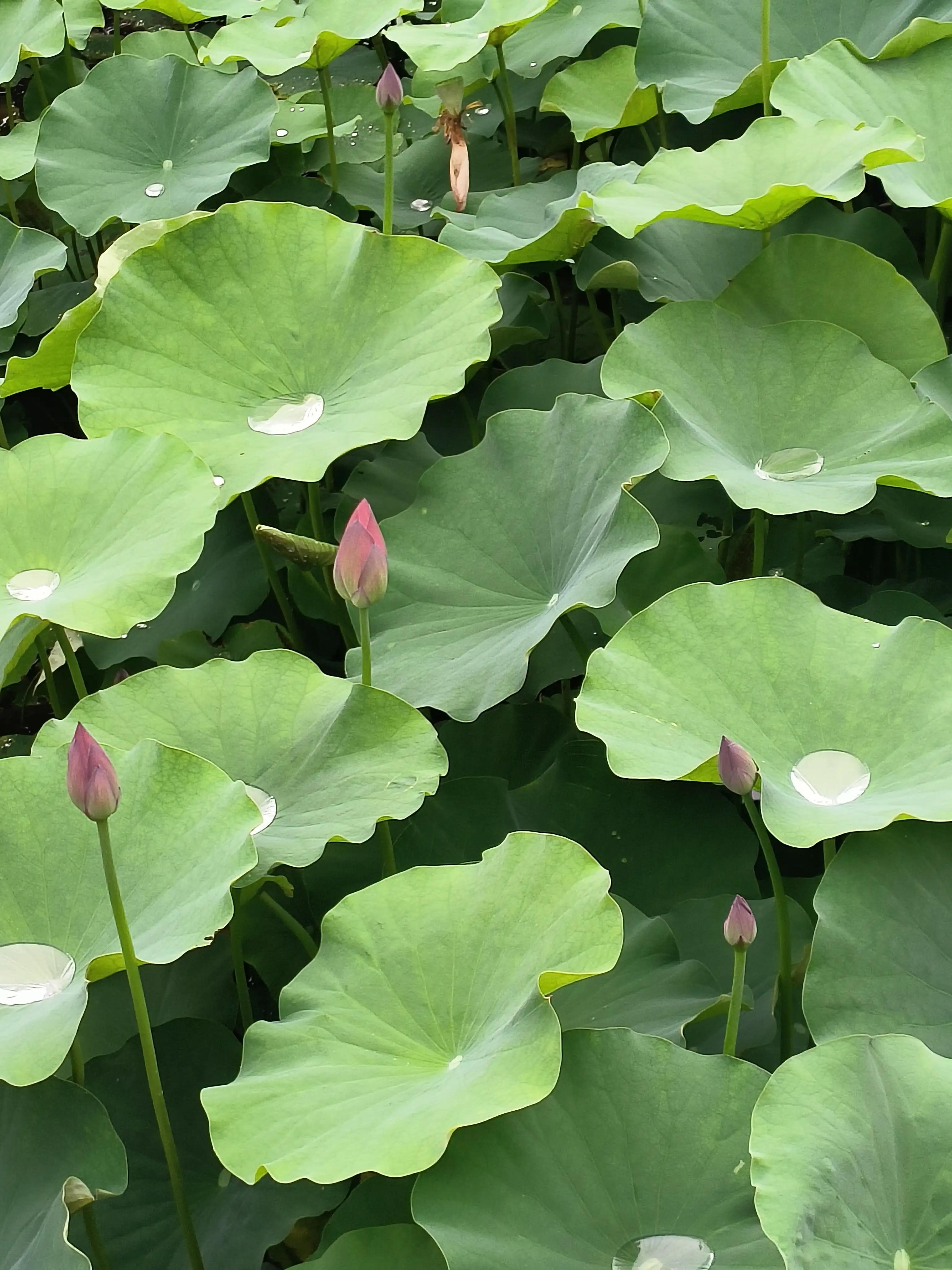 七夕花花合集,粉色花花合集