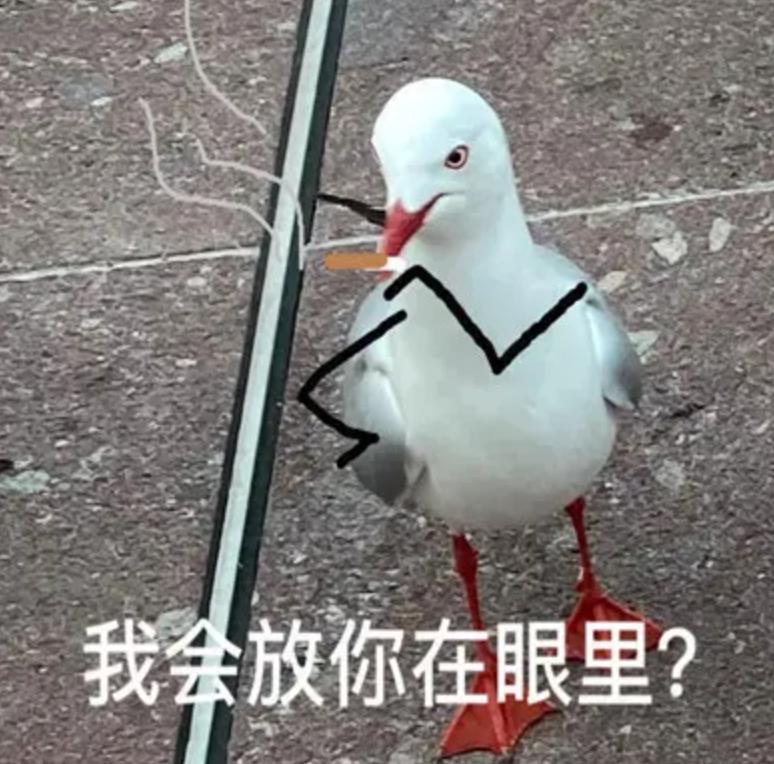 喂过一次大连海鸥，人类就要为自己的弱小羞愧