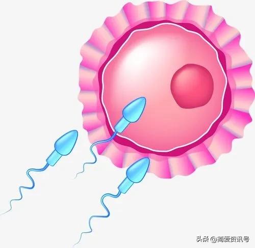 “精子”进入体内后会发生什么?