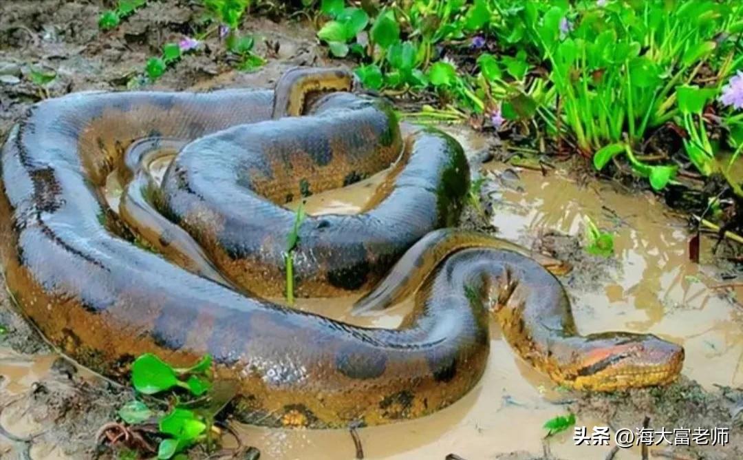 巨蟒大战恐鳄电影中巨蟒有几米,巨蟒大战恐鳄电影片段