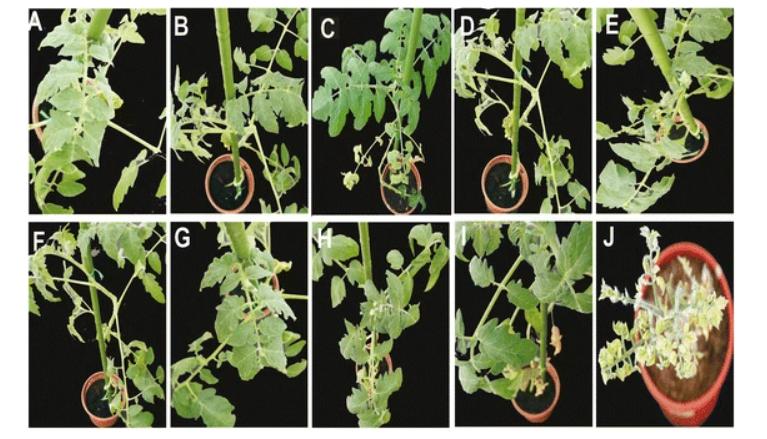 在核糖核酸的干扰下，病毒对转基因番茄植株有什么影响？