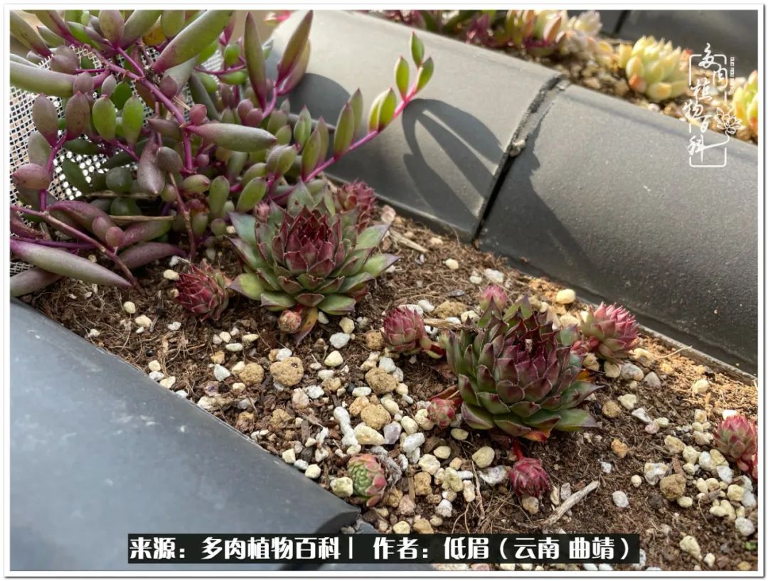 养了8年的多肉,养了七年多肉
