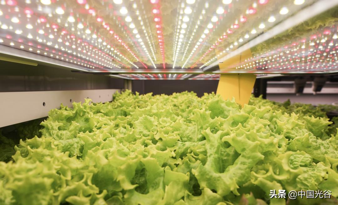光谷企业研发“植物工厂”,用LED灯当“太阳”,可实现“外星种菜”,去年收入过亿