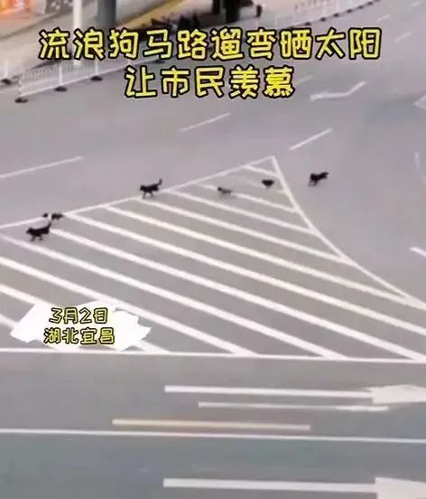 “居家”措施一个多月，曾经繁华的人民广场被流浪猫们占领啦