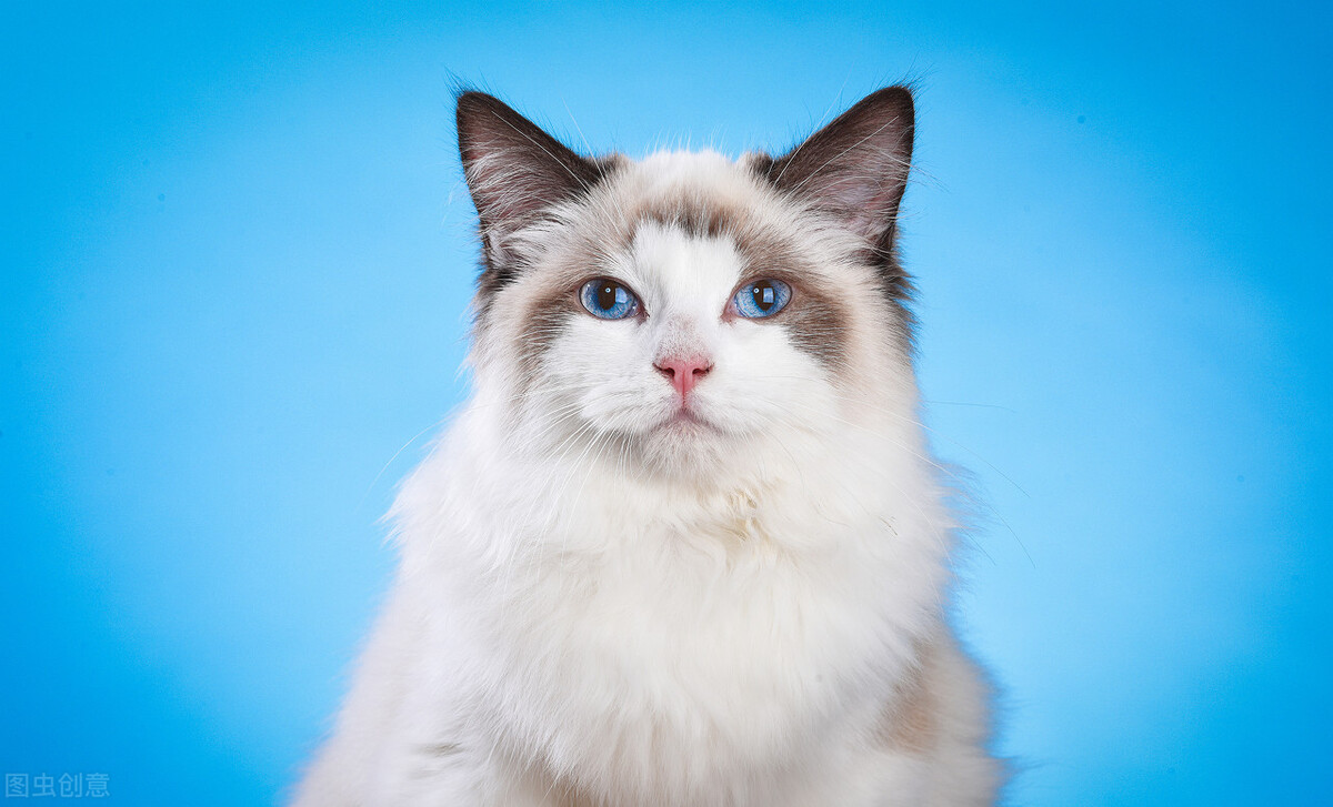 教你一些小技巧让新家快速去味,鸡爪去味小技巧