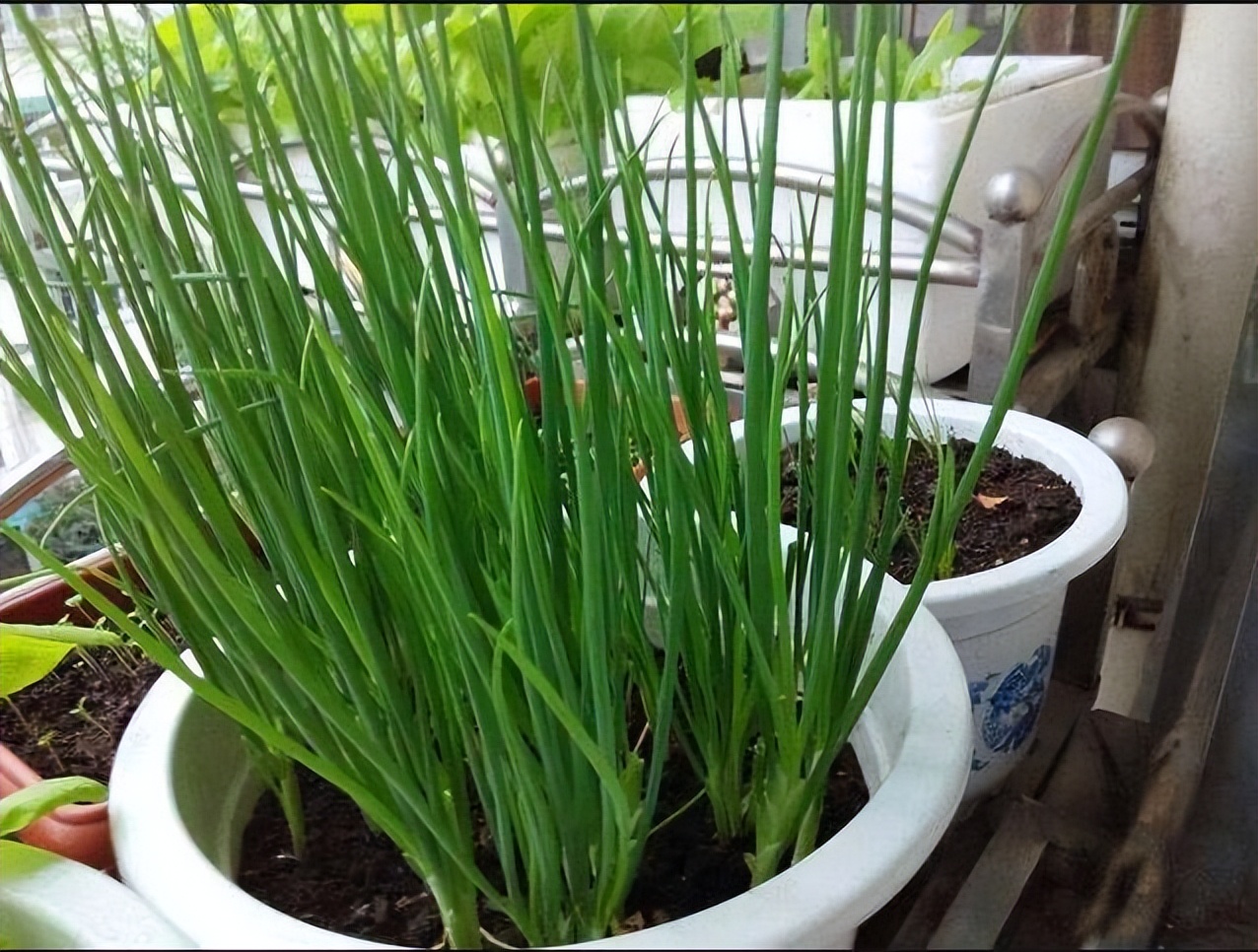 阳台种葱为何总是烂根,栽葱根的正确方法家里