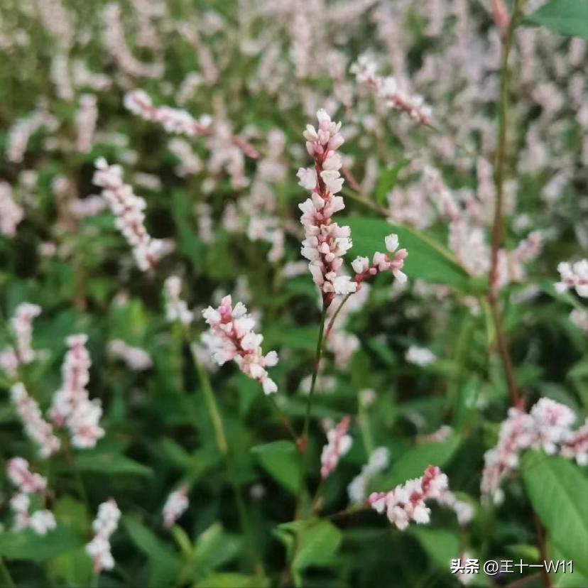 野生辣蓼草图片,有香味的白辣蓼