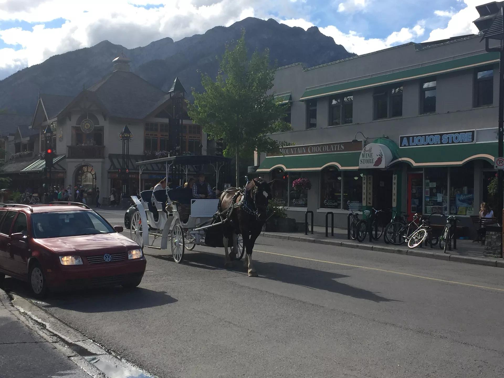 青岛如何带上猫猫去加拿大多伦多,钱猫猫加拿大之旅