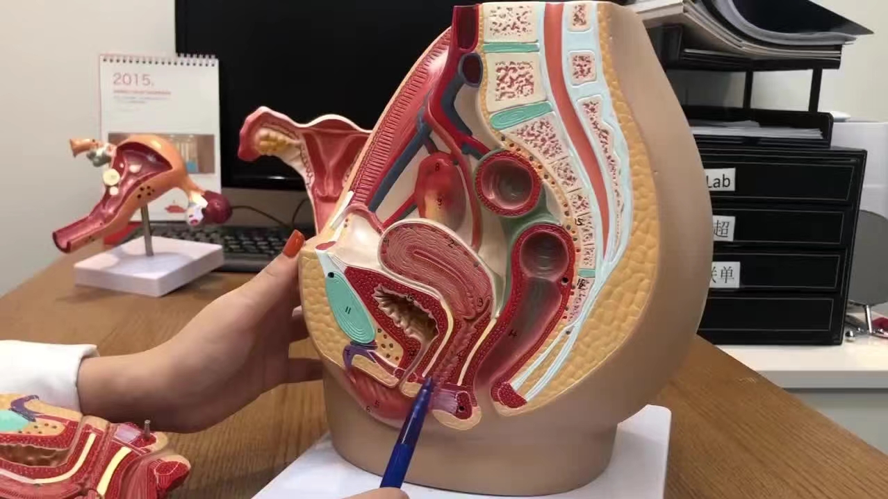 24岁女子体检发现有两个子宫,女子婚前体检却显示怀孕2个月