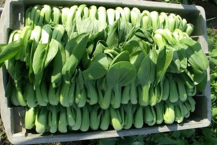 中国白菜种子,中国白菜最有名