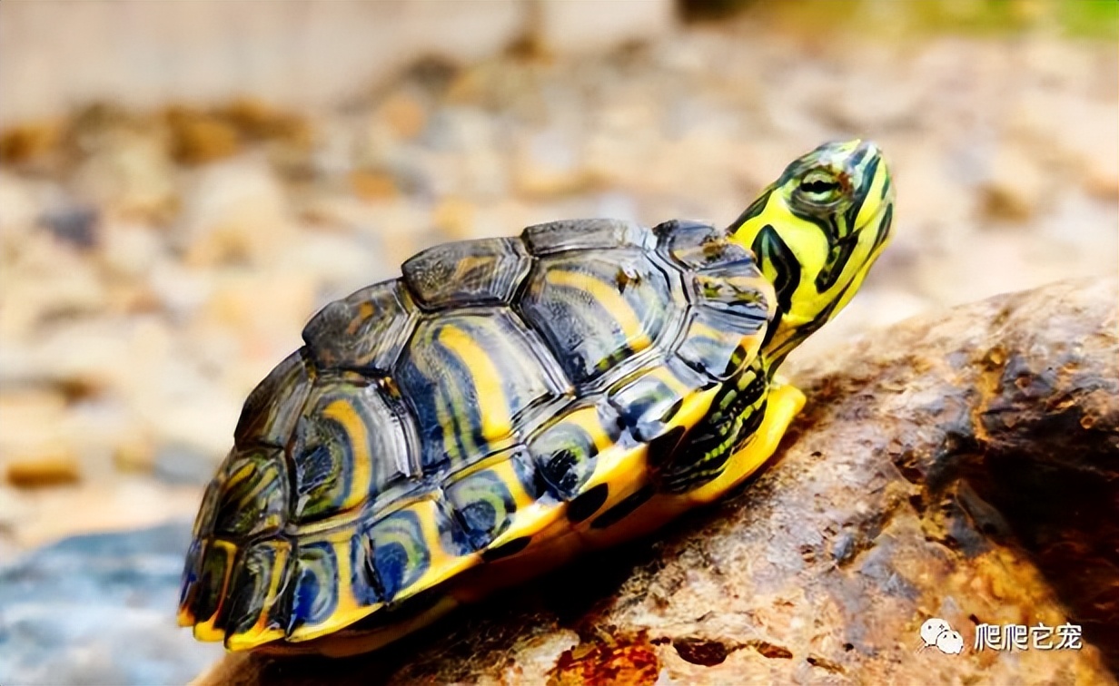 为什么养的龟没有生长纹,为啥养的乌龟会死