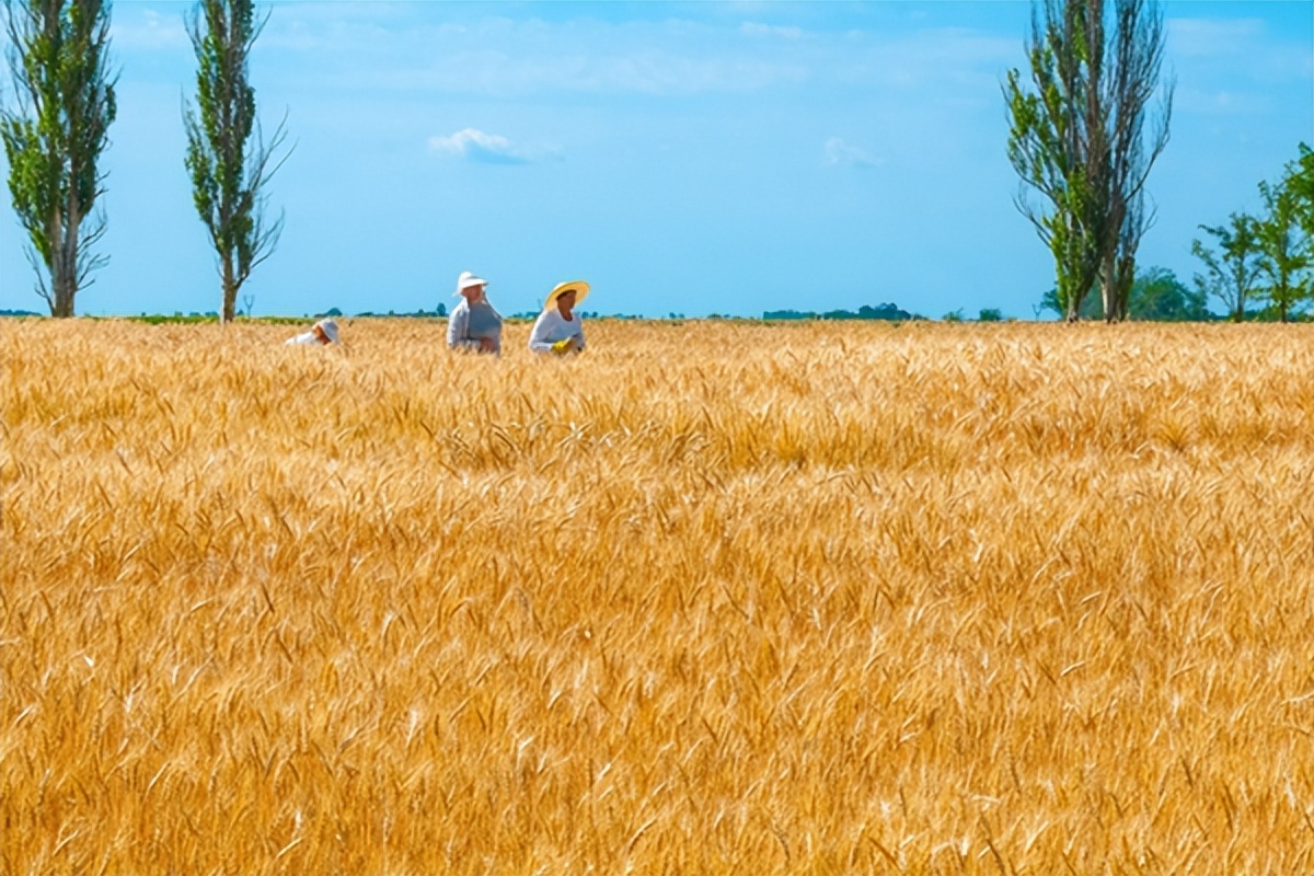 西方帮助乌克兰了吗,俄罗斯帮助乌克兰出口粮食