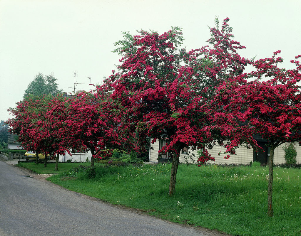 英国新品种：观花、赏果之王——英格兰山楂