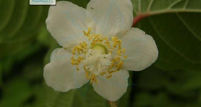 秦岭野生猕猴桃花,秦岭野生猕猴桃什么时候上市