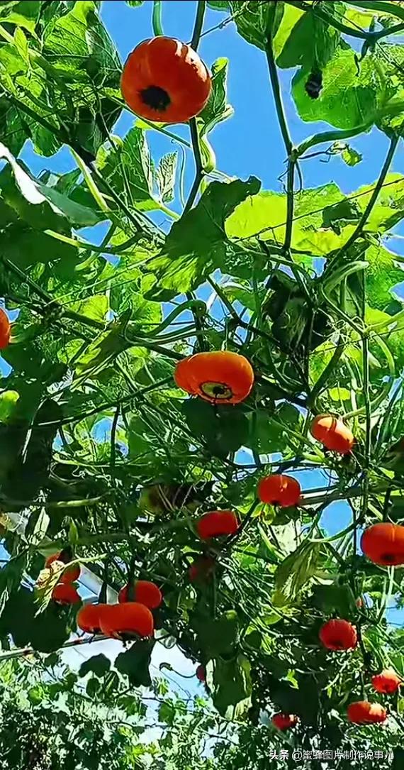 壁纸美图,各种水果,果香四溢,酸甜可口,丰收的喜悦