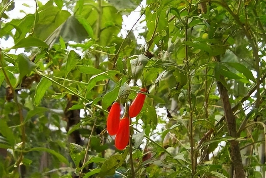 一味地骨皮泡水喝的功效,地骨皮的功效秘方
