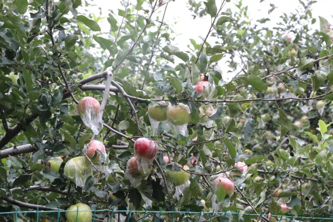 百社争流千帆竞乡土大地绘蓝图——莒南县*党**支部创办合作社专题展播（五）