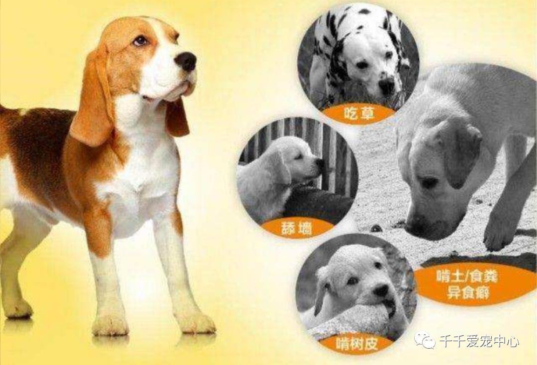 微量元素对狗狗真的有用吗,怎样给狗狗补充微量元素