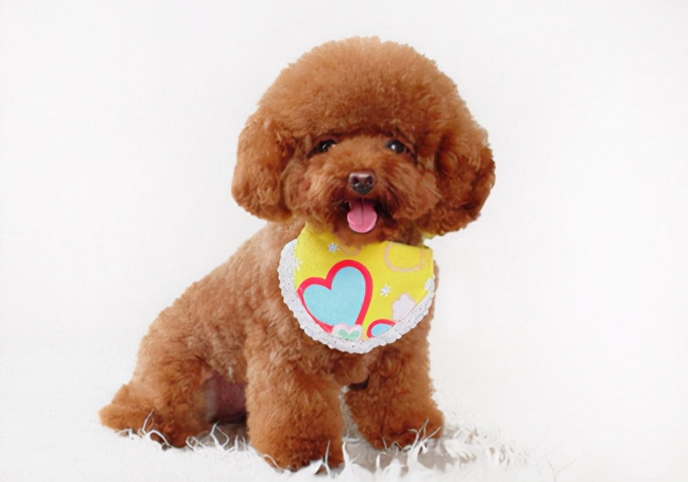 养狗拉稀的用什么药,养狗拉稀带血怎么回事