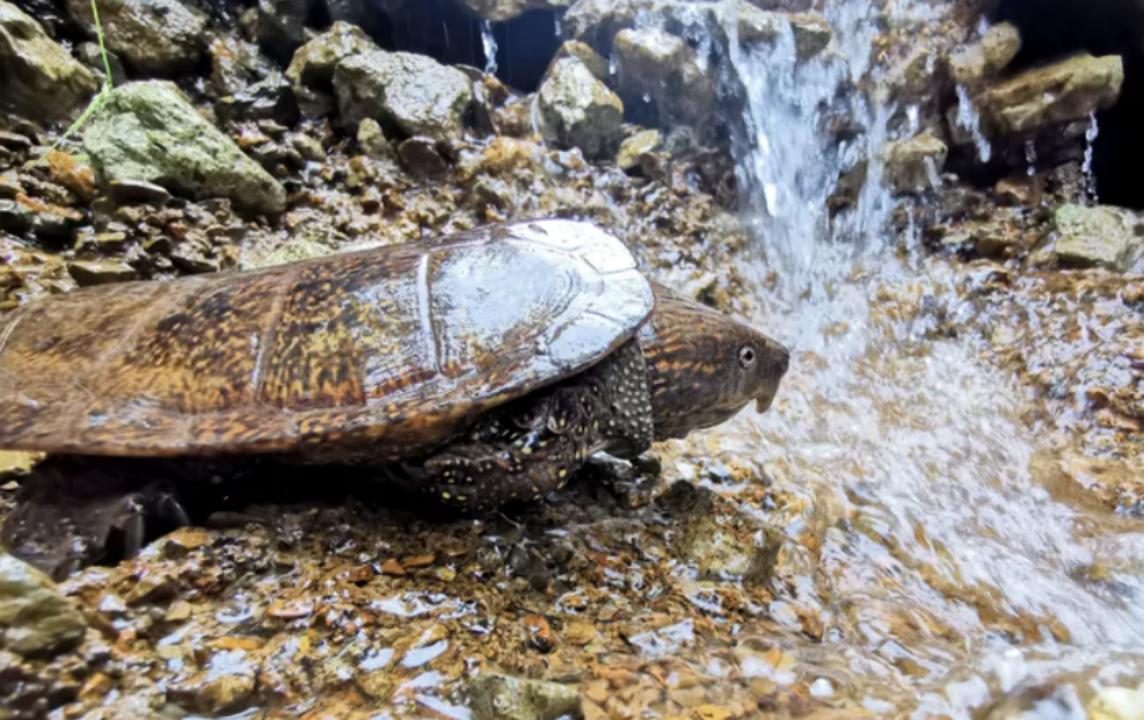 男子在山上捡到不知名小乌龟,男子在河里捡到一只小乌龟