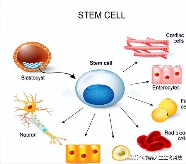 干细胞脊髓损伤治疗图片,干细胞治疗脊髓损伤临床案例