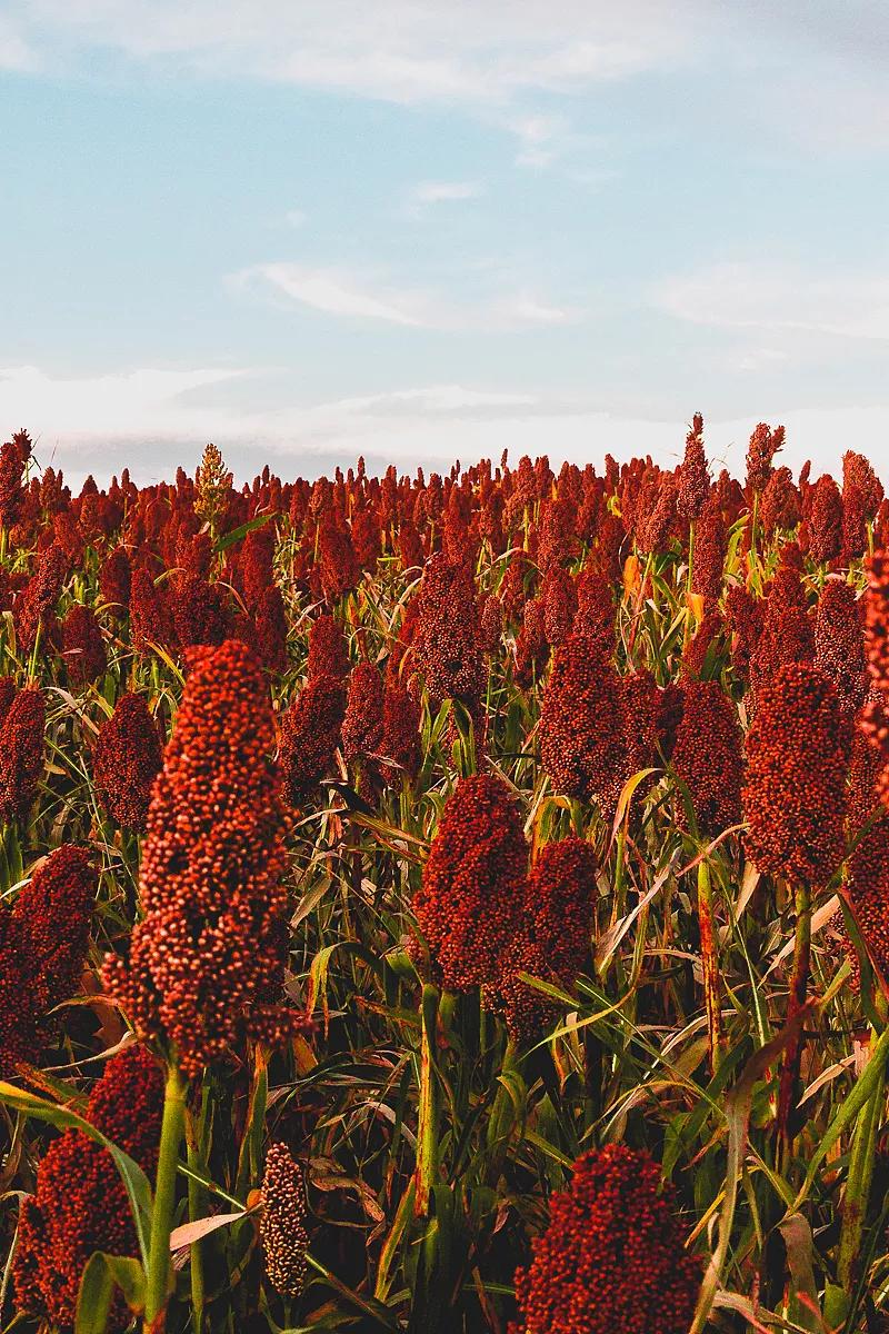高粱种子图片大全,大片高粱成熟图片