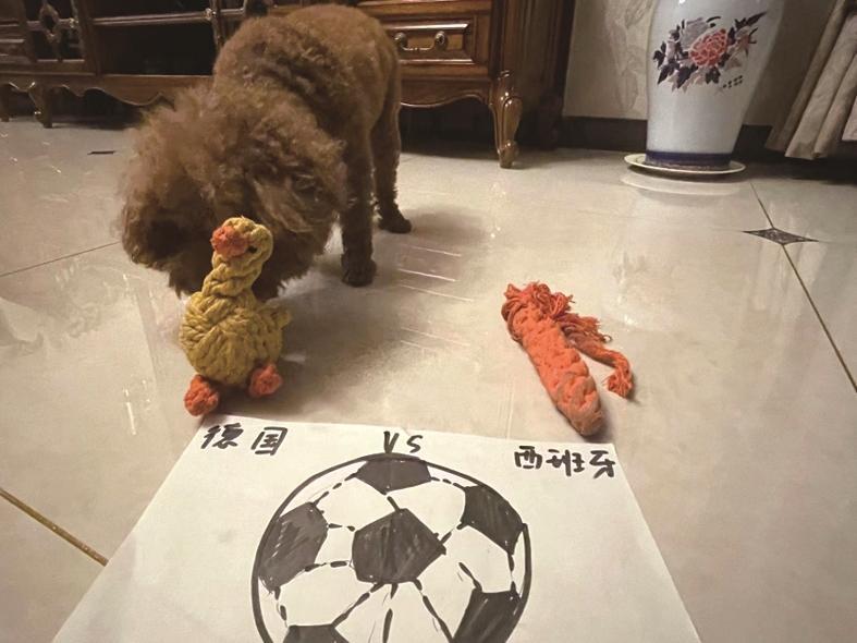 盘点世界杯花式竞猜,世界杯花式竞猜数据总结