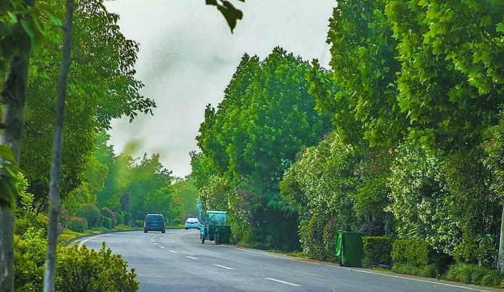 摇蚊为什么会爆发,摇蚊传播疾病吗