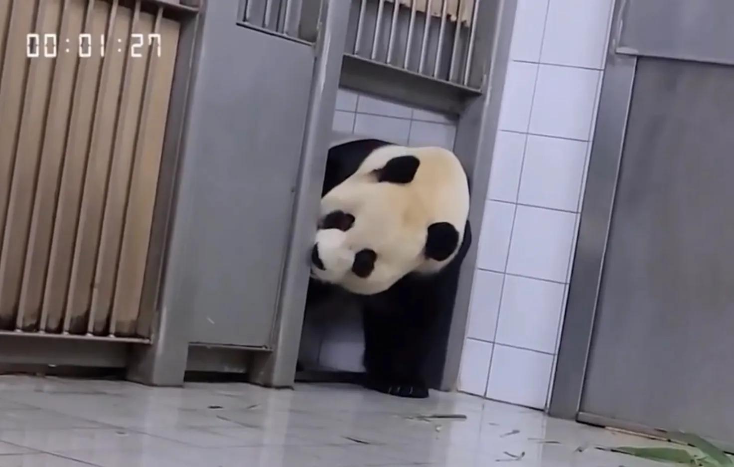 央妈也蹭热度官宣爱宝二胎，宝家族自然繁育的故事，再次开花结果