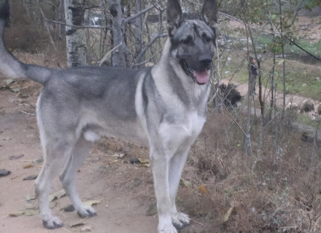 狼青犬有什么优缺点吗,狼青犬好驯服吗