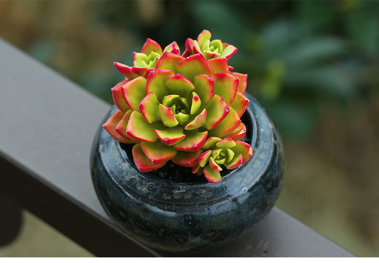 多肉蒂亚玫瑰怎么养,多肉蒂亚怎么养才能爆盆