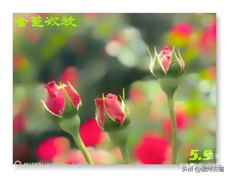 告别春天迎接夏天的诗,告别春天迎接夏天到来