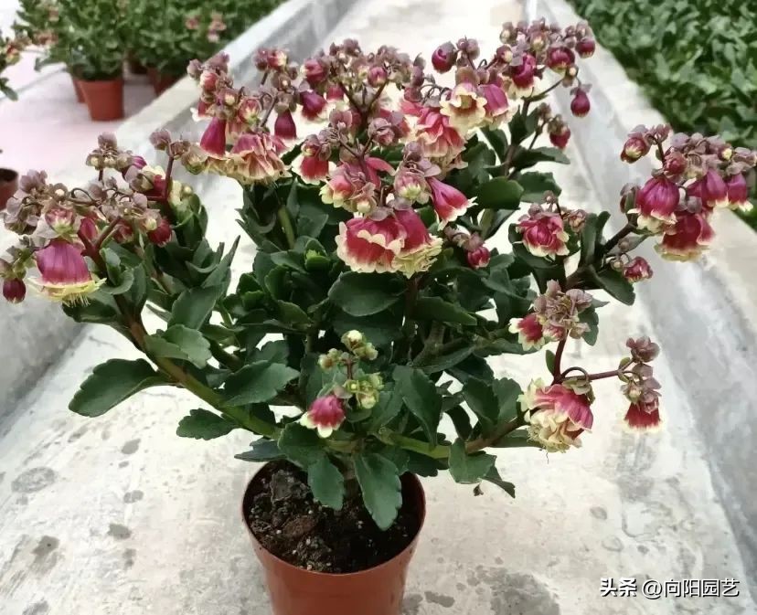 小宫灯长寿花和凤尾长寿花的区别,宫灯长寿花种类大全及图片