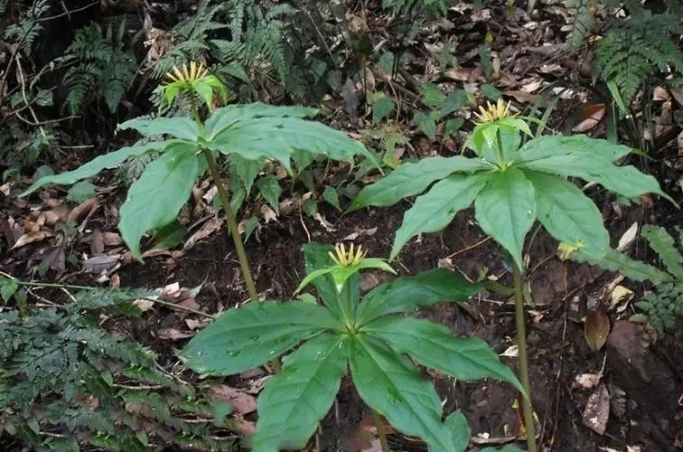 民间毒蛇咬伤特效药,江苏民间医生以毒蛇试毒炼成秘药