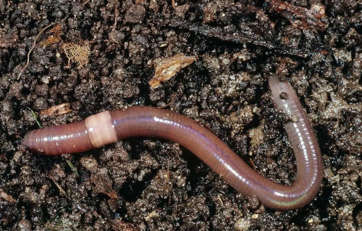 重庆抓蚯蚓违法吗,贵州四人抓蚯蚓被罚20万