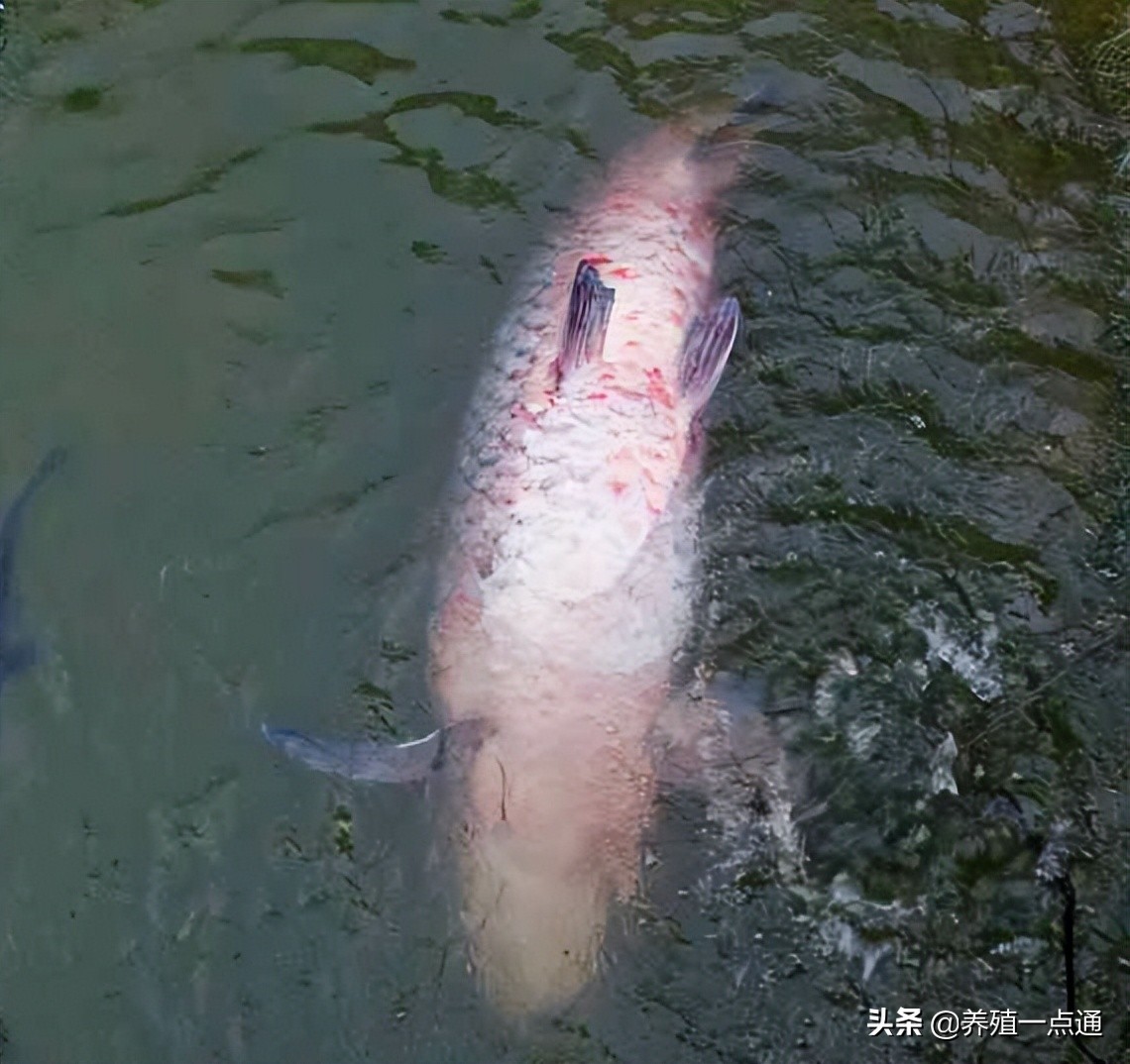 青鱼得了出血病可以吃吗,青鱼出血